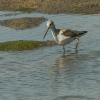 Common Greenshank